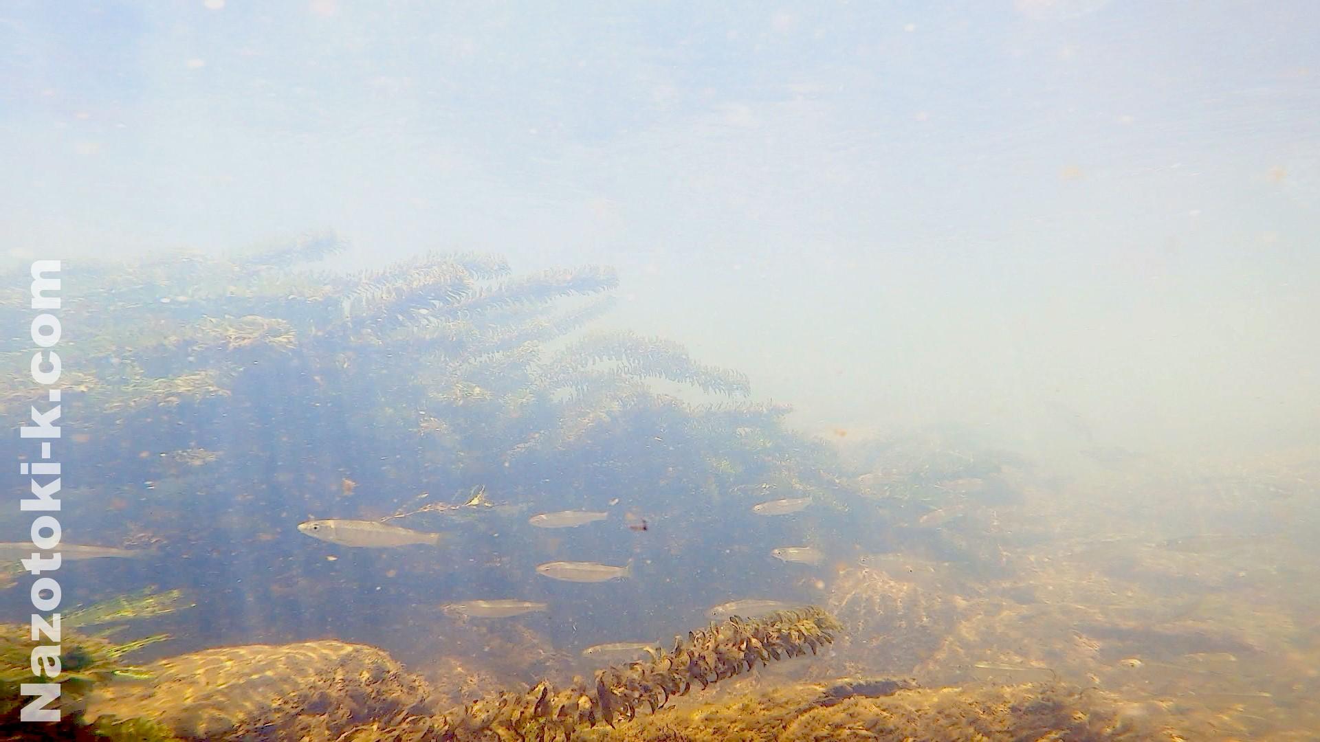 2024/07/20 印旛沼 鹿島川上流に群れるオイカワの稚魚 -水中撮影-